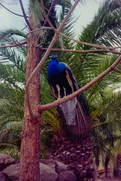 1987_Neg-06_PIC_0452_Gran_Canaria
