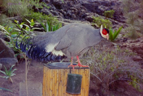 1987_Neg-11_PIC_0457_Gran_Canaria
