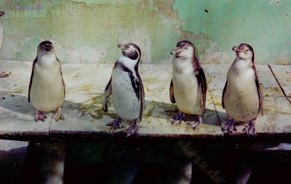 1991_92_Neg-01_PIC_0333_zoo-pinguine_naturkunde_heissluftballon
Pinguine - Kölner Zoo
