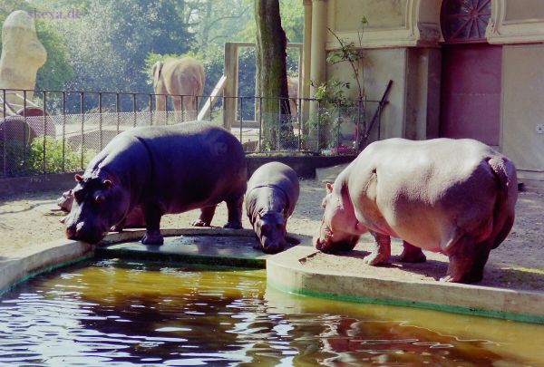 1991_92_Neg-04_PIC_0336_zoo-flusspferde_naturkunde_heissluftballon
