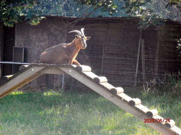 Haustier-Gehege Heinrich-Lübke-Haus Möhnesee-Günne
Schlüsselwörter: Möhnesee