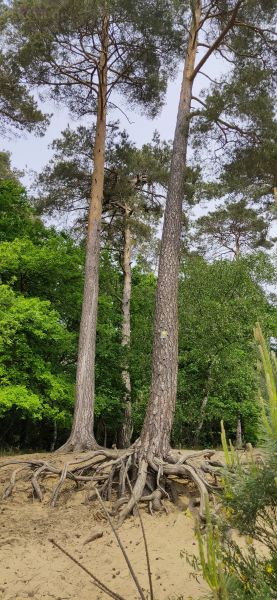 Wahner Heide - Der Krakenbaum
ist das nicht eine tierische Pflanze ?
Schlüsselwörter: 2020