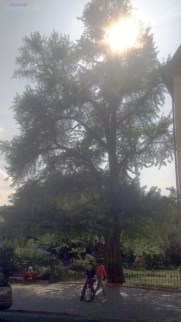 Naturdenkmal Gingkobaum am Fürstenhaus Weimar (Goethe-Gingko)
2016 Tour Weimar
