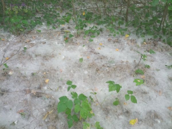 Kein Schnee einen Tag vor Sommeranfang sondern Schwarzpappel-Wolle im Naturschutzgebiet Taubergießen
2014 - Tour Schwanau 
