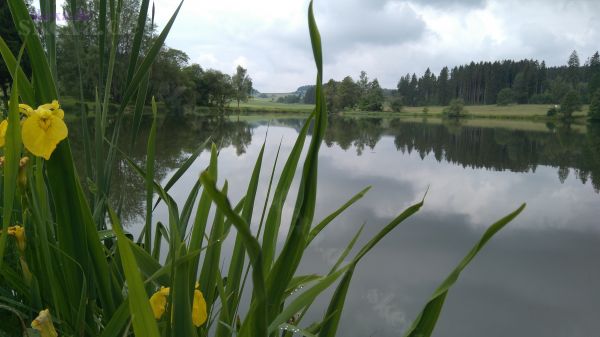 Bad Steben - Seifengrund / Seifenbach-Teich an der Frankenklinik - Blick Richtung Frankenwarte
2019 Bad Steben
