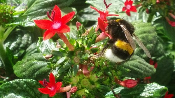 Hummel bei der Arbeit
2013 [20130623_173953x]
