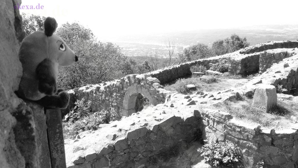 die Maus auf der Burgruine Löwenburg
2019 Siebengebirge
