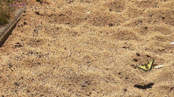 Falter im Sandkasten auf der Dachstrasse des DuMont Carre - Köln
2018
