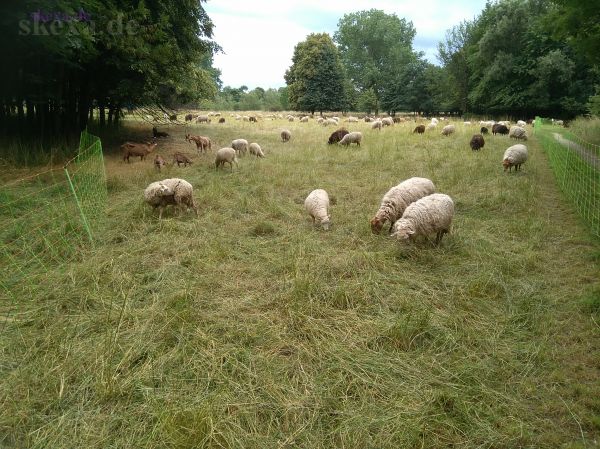 Troisdorf - Schafe und ein paar Ziegen grasen zwischen Sieglarer See und Sieg
2018
