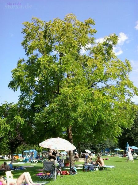 Der Baum zur unbekannten Frucht im Strandbad Rauschelesee, Kärnten
2018 im Strandbad Rauschelesee, Kärnten
Schlüsselwörter: 2018