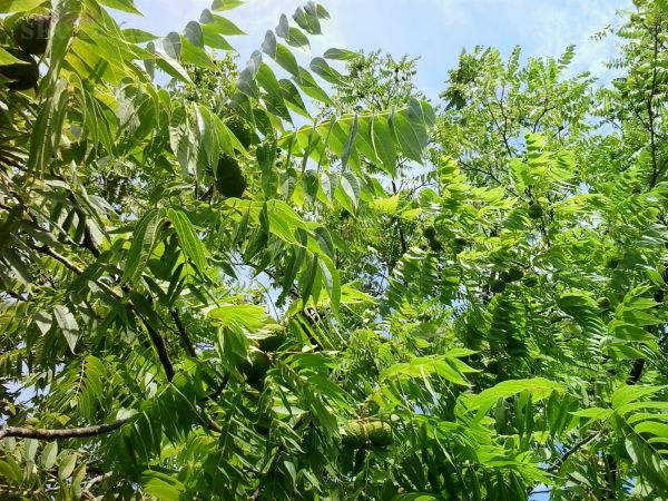 Der Baum zur unbekannten Frucht im Strandbad Rauschelesee, Kärnten 
2018 im Strandbad Rauschelesee, Kärnten
Schlüsselwörter: 2018