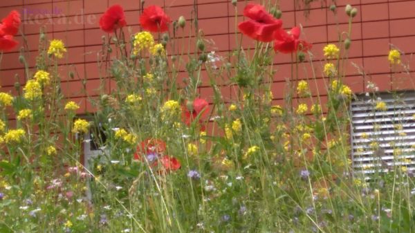 Kleiner Wildblumenstreifen im Klinikgarten Frankenklinik - Bienenblumen
2019 Bad Steben
Schlüsselwörter: 2019